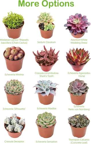 Miniatura 6 de Suculentas vivas de 2 pulgadas de jade trompeta, raras plantas suculentas totalmente enraizadas en macetas, planta de casa única para bricolaje