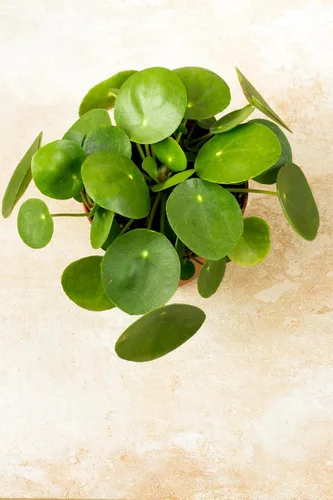 Miniatura 4 de Hirt's Gardens Planta de dinero chino - Pilea peperomioides - Maceta de 4