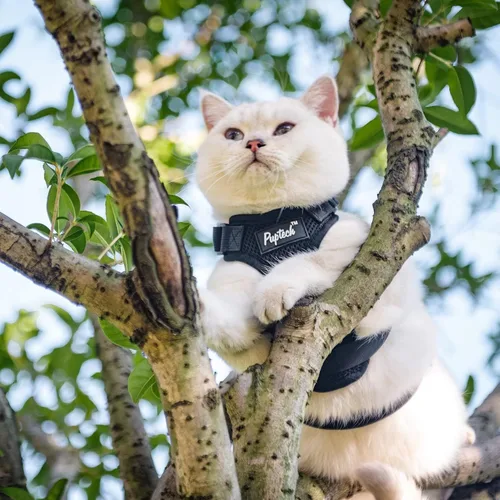 Miniatura 6 de PUPTECK Juego de arnés y correa para gato a prueba de escape para caminar, chaleco de malla transpirable arnés ajustable para gatos cachorros Negro
