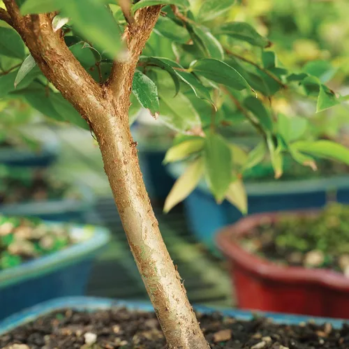 Miniatura 3 de Brussel's Live Jaboticaba - Árbol bonsái para interiores, 6 años de edad; 10 a 14 pulgadas de alto con recipiente decorativo, bandeja de humedad
