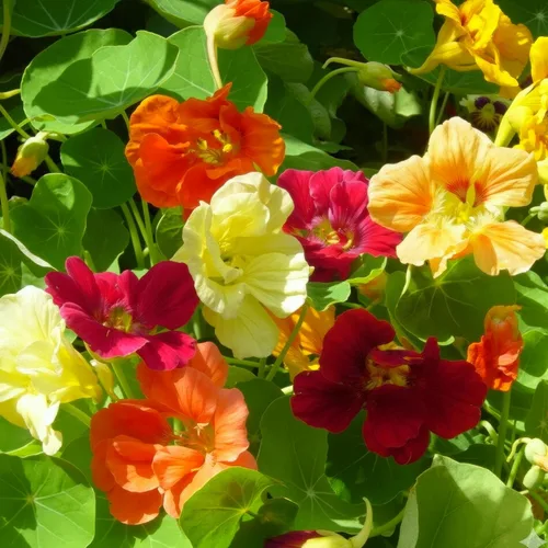 Miniatura 5 de Seed Needs - Semillas de Capuchina para Plantar Flores Comestibles - Juego de Colección de Mezcla Joya y Capuchinas de Doble Brillo para Atraer