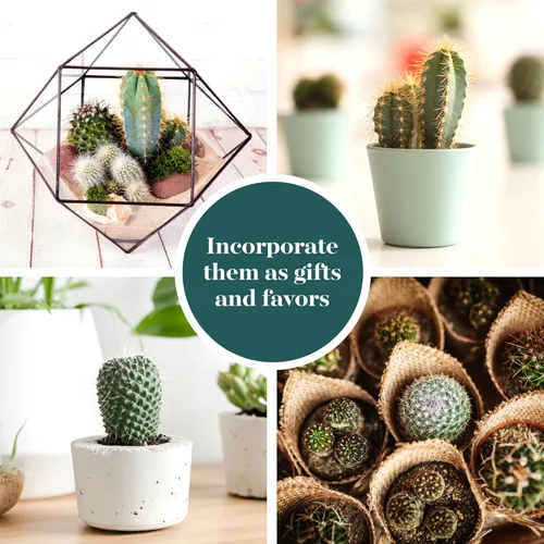Miniatura 4 de Shop Succulents Can't Touch This Collection Surtido de plantas de cactus de interior vivas seleccionadas a mano, totalmente arraigadas, paquete