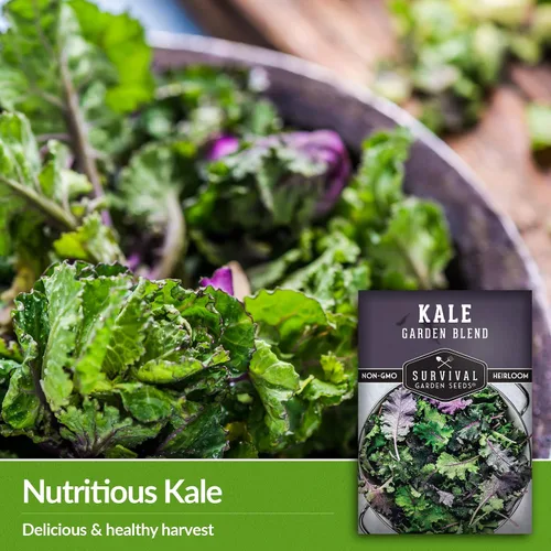Miniatura 4 de Baby Kale Seeds - Mezcla de mezcla de jardín de col rizada y plana de hoja rizada - Paquete variado de reliquia para verduras de corte y regreso