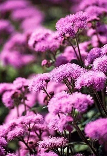 Miniatura 2 de Semillas de flores de hilo dental, Ageratum houstonianum, nube nueve rosa-pel, variedad temprana (400 semillas)