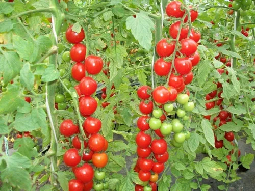 Miniatura 2 de 50+ Semillas de Tomate Vine - Rojo Vegetal