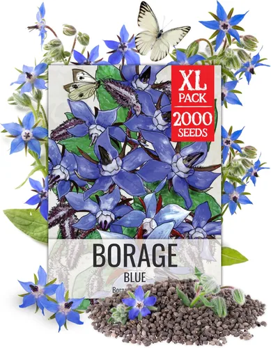 Miniatura 8 de Seed Needs Semillas de albahaca para plantar hierbas de albahaca tailandesa, reliquia sin OMG y sin tratar, cultiva un jardín de hierbas culinarias