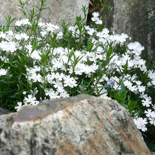 Miniatura 5 de CarpetC - Más de 1000 semillas de Phlox blancas para plantar, flores de verano fragantes de hoja perenne rastreras Phlox subulata, cubierta