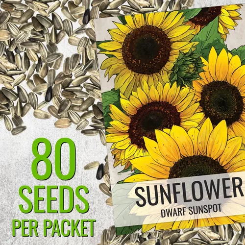 Miniatura 3 de Seed Needs Semillas de girasol para plantar girasoles de manchas solares enanas, semillas de flores de corte anual de polinización abierta