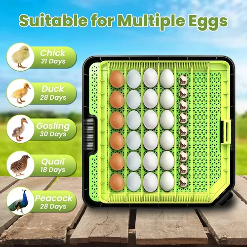 Miniatura 7 de Incubadora de 48 huevos para incubar huevos con giro automático de huevos, control de temperatura y humedad, incubadora de huevos con ventana