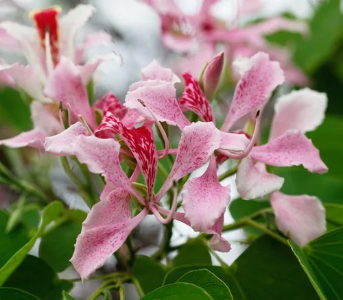 Miniatura 2 de 1104-Orchid, Pink Tree (Bauhinia monandra ) Semillas de Robsrareandgiantseeds UPC0764425786962 Sin OMG, orgánico, cultivador estadounidense