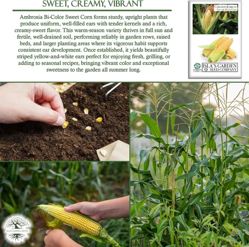 Miniatura 5 de Golden Jubilee - Semillas de maíz dulces amarillas para plantar, más de 30 por paquete, semillas de jardín de Isla, sin OMG y reliquia, nombre