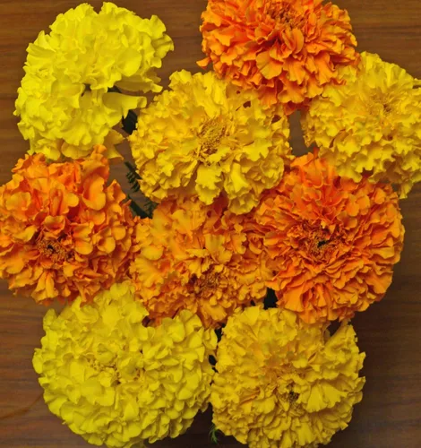 Miniatura 4 de Marigold Cracker Jack Nice Garden Flower 2,000 Semillas