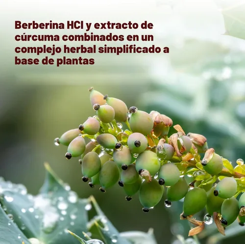 Miniatura 4 de DEAL SUPPLEMENT Berberine Max Suplemento con cúrcuma, 5,000 mg por porción, 240 cápsulas vegetales – 97% HCl de berberina pura – Extracto de raíz