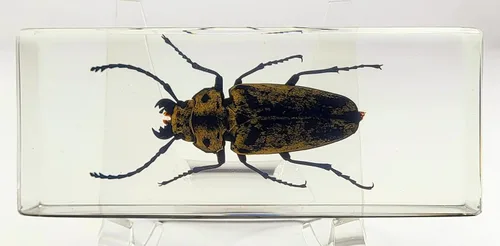 Miniatura 49 de 44mm Hormiga gigante tropical real en resina de lucita transparente cristalina, espécimen preservado Pseudoneoponera Rufipes, taxidermia
