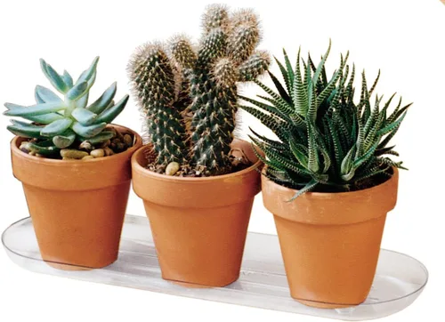 Miniatura 2 de Plastec PLIPAK612 Platillo Ovalado Plantpak, Transparente, 12 pulgadas