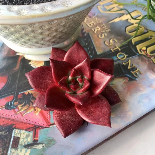 Miniatura 6 de Echeveria Agavoides v Romeo Rubin Grandes Plantas Suculentas Vivas Raras, 1 Cabeza 2-2.5" Raíz Desnuda Sin Maceta y Tierra, Decoración de Jardín