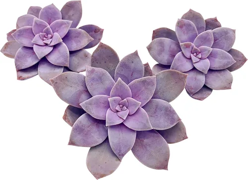 Miniatura 31 de Tallos de Suculentas Vivas (3 Sedum Morganianum Colas de Burro), Plantas Suculentas Vivas, Planta Suculenta SIN Raíces, Plantas de Casa Vivas