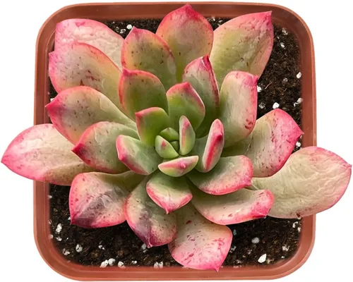 Miniatura 13 de Sprout N Green Echeveria 'Snow Angel', suculenta viva totalmente enraizada en maceta de 2 pulgadas, planta de casa para el hogar, oficina, boda
