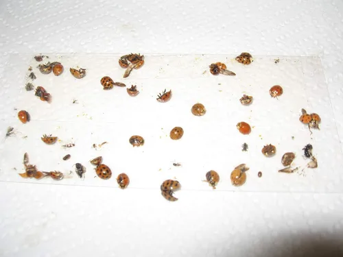 Miniatura 7 de Paquete de 10 trampas adhesivas para grillo, cucaracha/escorpión de camello