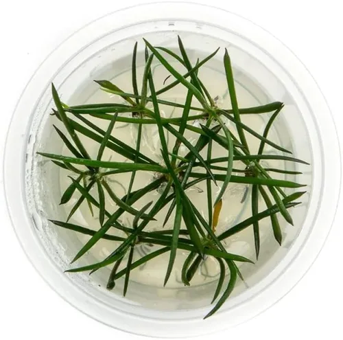 Miniatura 12 de Planta viva SubstrateSource - Hierba enana Eleocharis Belem cultivada en tejidos acuáticos para acuario - 100% libre de caracoles en copa in vitro
