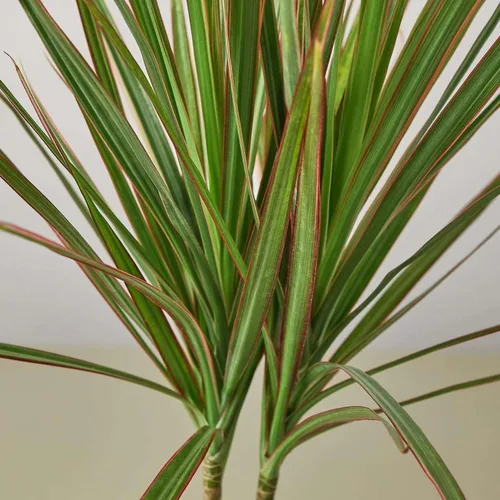 Miniatura 4 de Dracaena Colorama - Planta viva para interior Diferentes plantas de interior en maceta de 4 y 6 pulgadas Planta de casa real para sala de estar