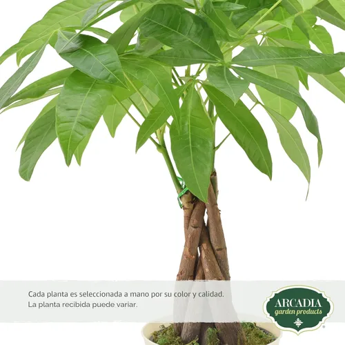Miniatura 2 de Árbol de dinero trenzado vivo Pachira Aquatica Planta de interior en maceta de plástico de marca Arcadia Garden, regalo para coleccionista de Money