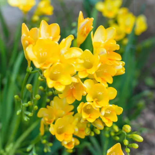 Miniatura 3 de Fresia - Bulbos de flores amarillas dobles fragantes, bombillas perennes fáciles de cultivar para plantar en otoño, perfectos para flores cortadas