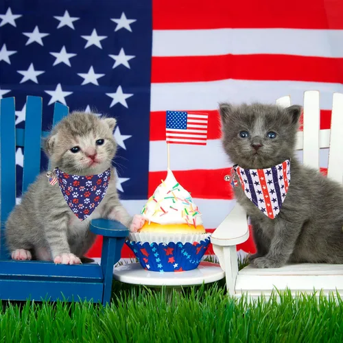 Miniatura 2 de ADOGGYGO Collares de gato con bandera americana separables con bandana extraíble, collar de bandana ajustable del 4 de julio para gatos y gatitos