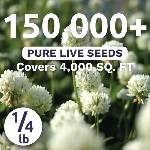 Miniatura 2 de Trébol holandés blanco, bolsa a granel de 1/4 libra, 150,000 semillas de flores para plantar - Trifolium repens