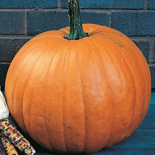 Miniatura 2 de UtopiaSeeds - Semillas de calabaza de campo Connecticut, calabaza grande, ideal para tallar