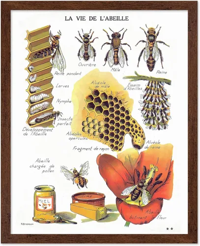 Miniatura 45 de Poster Master Póster vintage de miel, impresión retro de La Vie De L'Abeille, arte de panal de abeja, arte de pared de abeja, regalo para hombres