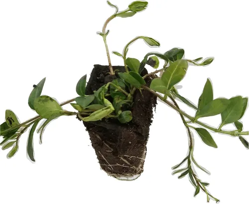 Miniatura 4 de Myrtle Vinca/Periwinkle Hardy Groundcover 50 Plantas Macetas de 2
