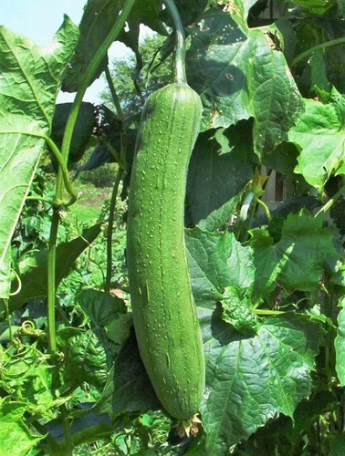 Miniatura 2 de TomorrowSeeds - Semillas de calabaza Luffa lisas de tres hojas - Más de 10 unidades - para plantar 2025 esponja lisa mediana ancha pepino polinizado