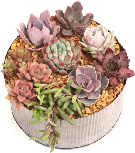 Miniatura 4 de Mountain Crest Gardens Sweetheart - Paquete variado de suculentas – 12 plantas vivas en macetas de 2 pulgadas, roseta, arrastrado y vertical