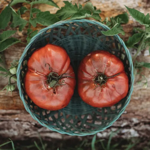 Miniatura 2 de Black Krim Heirloom Purple - 50 semillas - Variedad tradicional y polinizada abierta, semillas de vegetales sin OMG para plantar en el jardín