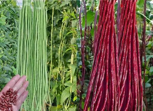 30 semillas de frijol largo verde/rojo para patio, fideos asiáticos, espárragos, semillas de frijol sin OMG