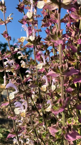 Miniatura 9 de Plant Good Seed Semillas orgánicas de salvia clara para plantar: hierba para cosméticos, flores moradas fragantes - Paquete de 50 semillas