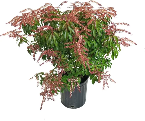 Miniatura 12 de Pieris jap. 'Compacta' (Andrómeda japonesa compacta) Evergreen, #3 - Contenedor