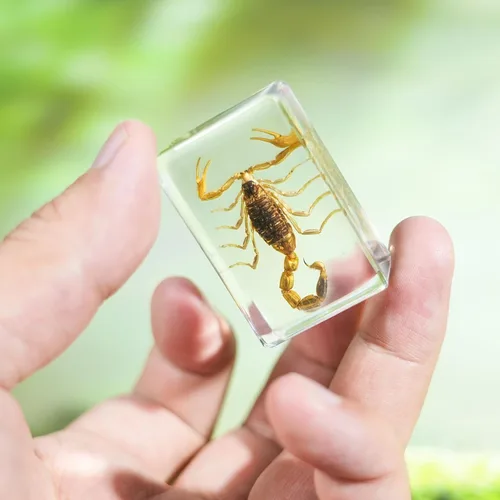 Miniatura 4 de Juego de 12 especímenes de insectos, taxidermia de insectos real en muestras de resina con lupa y tarjetas de información, insectos educativos
