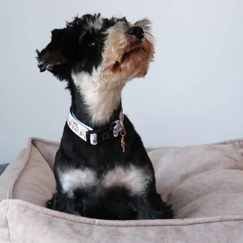 Miniatura 5 de MR. CHUBBYFACE - Collar de cumpleaños para perro con patrones, suave, ajustable, para perros pequeños, medianos y grandes
