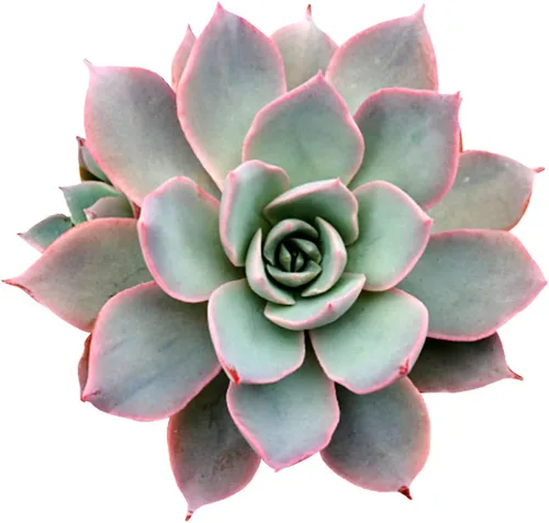 Miniatura 23 de Echeveria Lola - Planta suculenta saludable Echeveria Live de fácil cuidado para interiores, totalmente arraigada en tamaños de 2/4/6 pulgadas